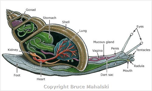 Snail Internal Organs Picture/Diagram